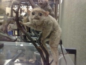 picture from Tring Natural History Museum