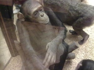Tring Museum Monkey