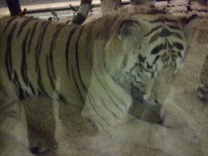 Tiger at Tring NH Museum