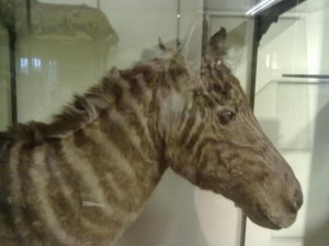 Zebra from the first floor